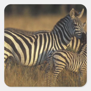 Afrika, Kenia, Masai Mara Game Reserve. Ebenen Quadratischer Aufkleber