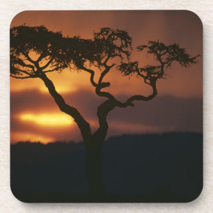 Afrika, Kenia, Masai Mara Game Reserve, Getränkeuntersetzer