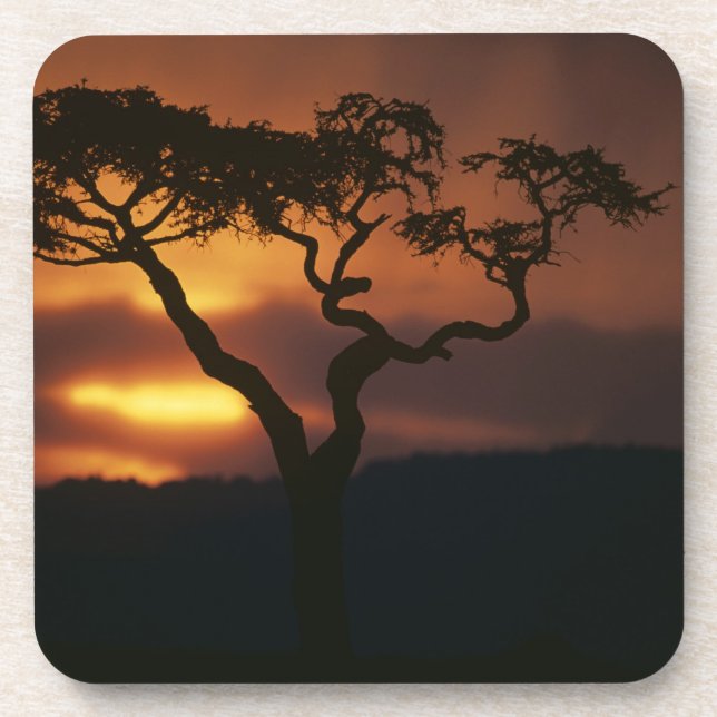 Afrika, Kenia, Masai Mara Game Reserve, Getränkeuntersetzer (Vorderseite)