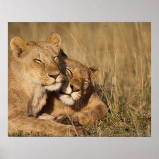 Afrika, Kenia, Masai Mara Game Reserve, Jung Poster