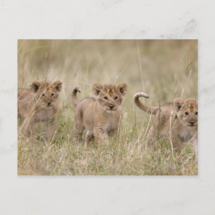 "Afrika, Kenia, Masai Mara Game Reserve" Postkarte