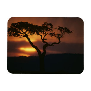 Afrika, Kenia, Masai Mara Game Reserve, Szene Magnet