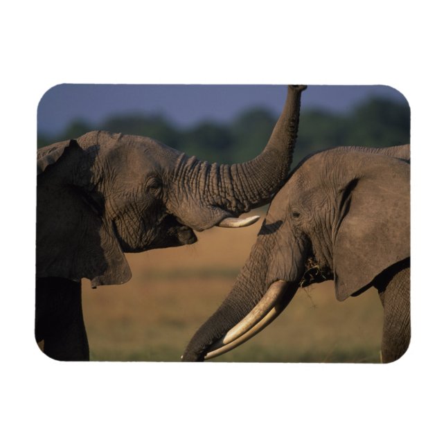Afrika, Kenia, Masai Mara Game Reserve, zwei Bulle Magnet (Horizontal)