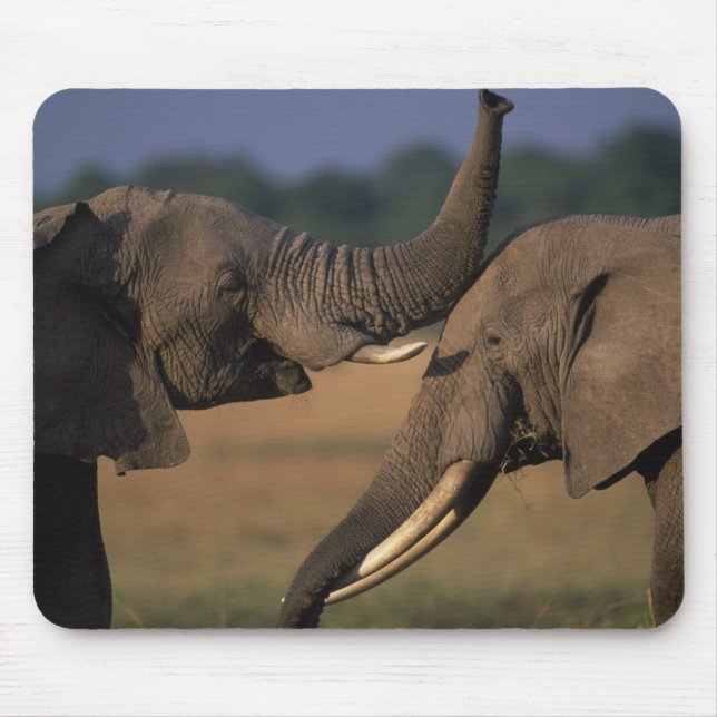 Afrika, Kenia, Masai Mara Game Reserve, zwei Bulle Mousepad (Vorne)
