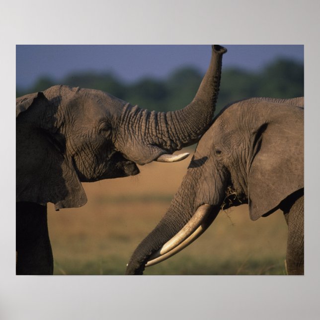 Afrika, Kenia, Masai Mara Game Reserve, zwei Bulle Poster (Vorne)