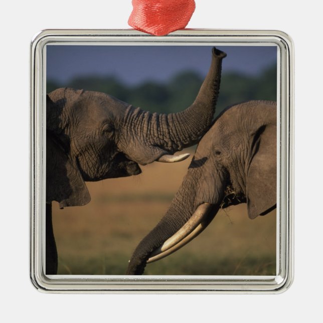 Afrika, Kenia, Masai Mara Game Reserve, zwei Bulle Silbernes Ornament (Vorne)