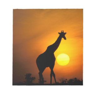 Afrika, Kenia, Masai Mara. Giraffe (Giraffa Notizblock