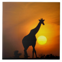 Afrika, Kenia, Masai Mara. Giraffe (Giraffe)