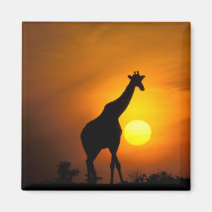 Afrika, Kenia, Masai Mara. Giraffe (Giraffe) Magnet
