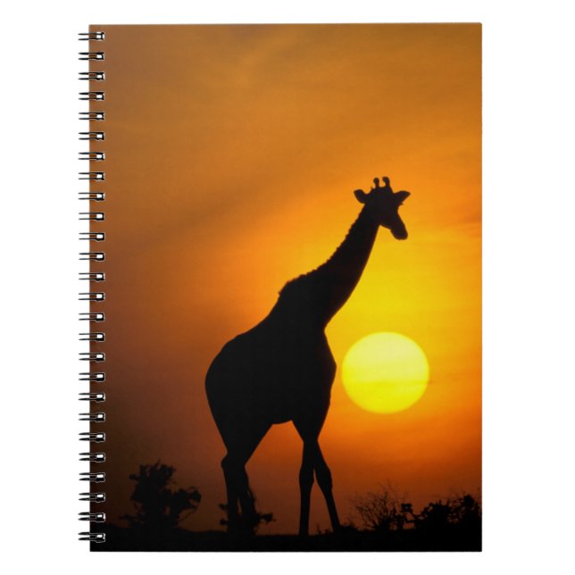 Afrika, Kenia, Masai Mara. Giraffe (Giraffe) Notizblock (Vorderseite)