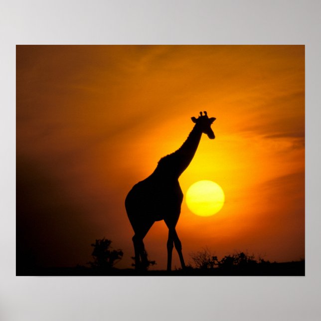 Afrika, Kenia, Masai Mara. Giraffe (Giraffe) Poster (Vorne)