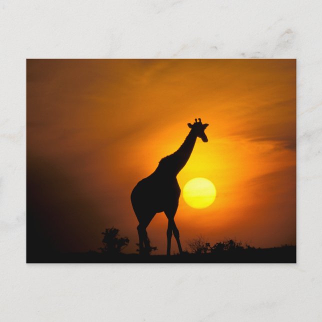 Afrika, Kenia, Masai Mara. Giraffe (Giraffe Postkarte (Vorderseite)