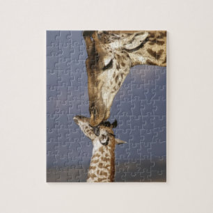 Afrika, Kenia, Masai Mara. Giraffen (Giraffa camel Puzzle