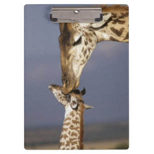 Afrika, Kenia, Masai Mara. Giraffen (Giraffe Klemmbrett