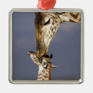 Afrika, Kenia, Masai Mara. Giraffen (Giraffe Silbernes Ornament