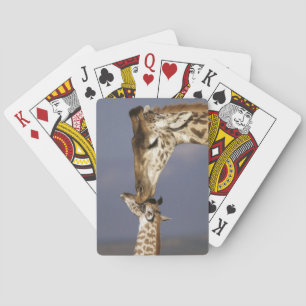 Afrika, Kenia, Masai Mara. Giraffen (Giraffe Spielkarten