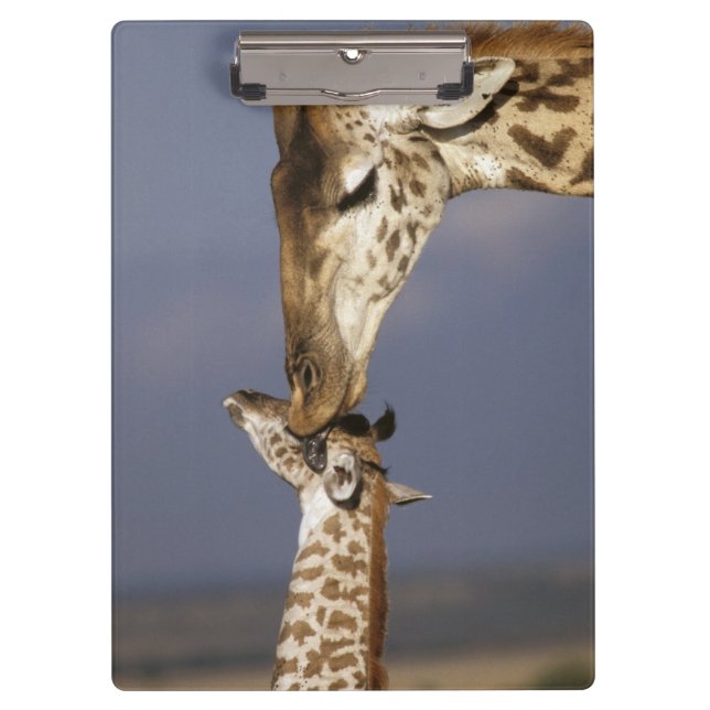 Afrika, Kenia, Masai Mara. Giraffen (Giraffen) Klemmbrett (Vorderseite)