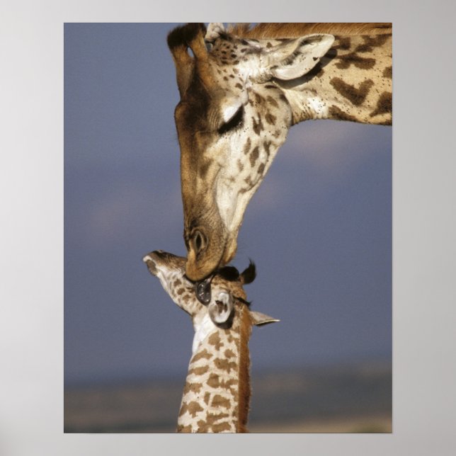 Afrika, Kenia, Masai Mara. Giraffen (Giraffen) Poster (Vorne)