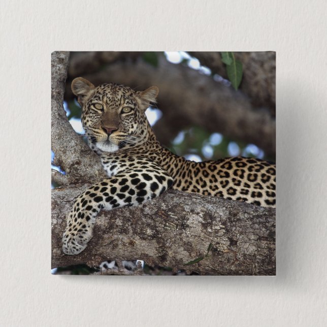 Afrika. Kenia. Masai Mara. Leopard (Panthera Button (Vorderseite)