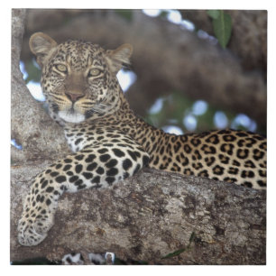 Afrika. Kenia. Masai Mara. Leopard (Panthera Fliese