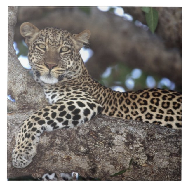 Afrika. Kenia. Masai Mara. Leopard (Panthera Fliese (Vorderseite)