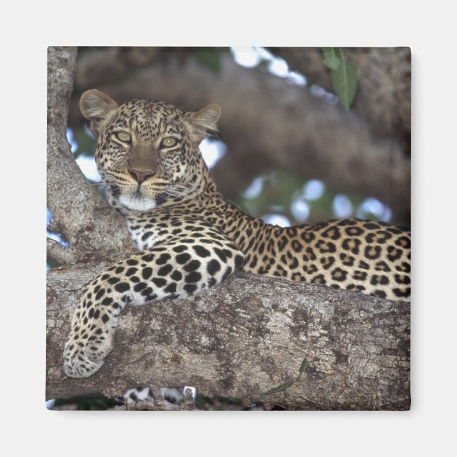 Afrika. Kenia. Masai Mara. Leopard (Panthera Magnet (Vorne)