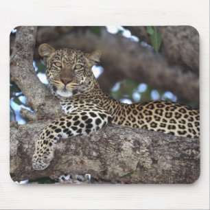 Afrika. Kenia. Masai Mara. Leopard (Panthera Mousepad
