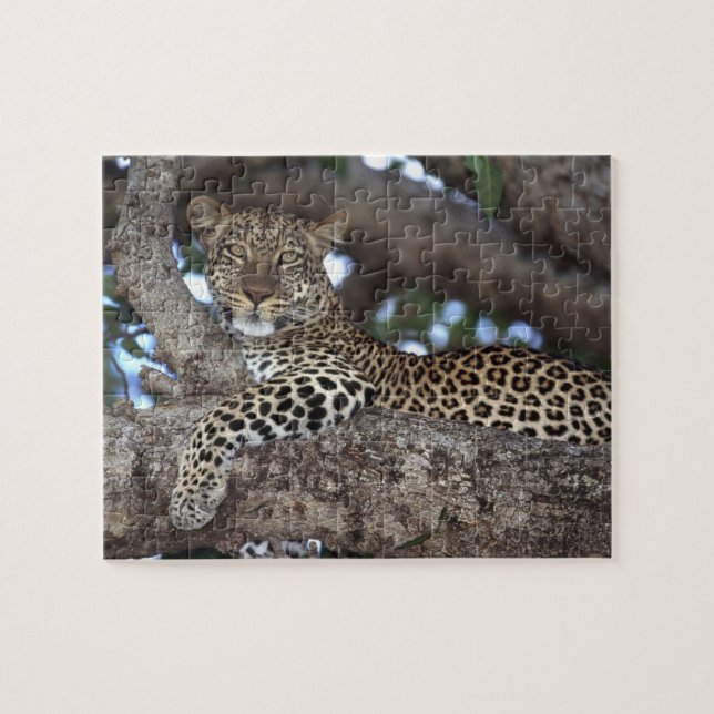 Afrika. Kenia. Masai Mara. Leopard (Panthera Puzzle (Horizontal)