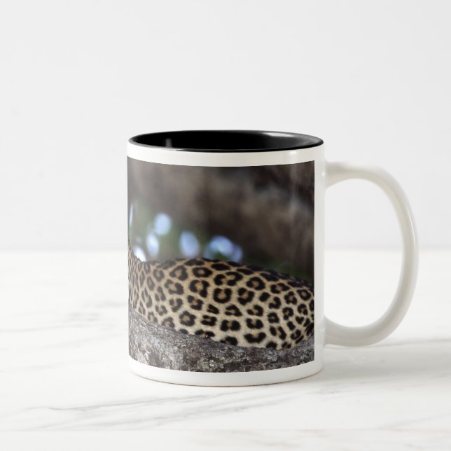 Afrika. Kenia. Masai Mara. Leopard (Panthera Zweifarbige Tasse (Rechts)