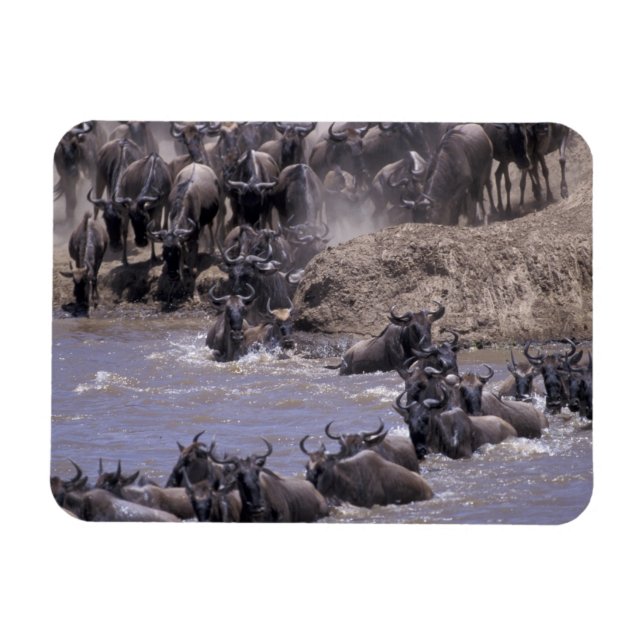 Afrika, Kenia, Masai Mara Nationalpark. Magnet (Horizontal)
