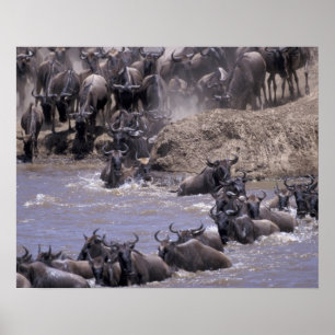 Afrika, Kenia, Masai Mara Nationalpark. Poster