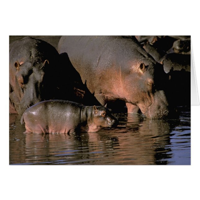 Afrika, Kenia, Masai Mara. Nilpferde (Vorderseite (Horizontal))