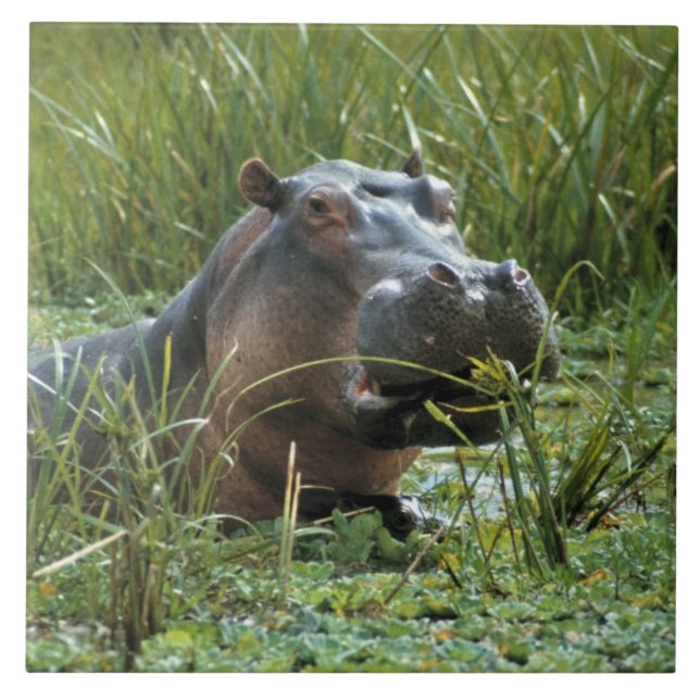 Afrika, Kenia, Masai Mara NR. Eine Mutter Nilpferd Fliese (Vorderseite)