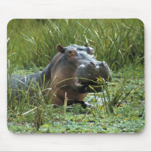 Afrika, Kenia, Masai Mara NR. Eine Mutter Nilpferd Mousepad