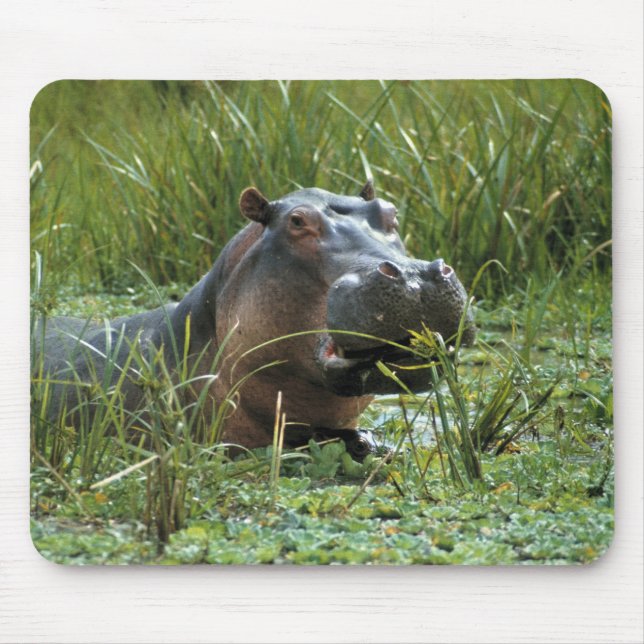 Afrika, Kenia, Masai Mara NR. Eine Mutter Nilpferd Mousepad (Vorne)