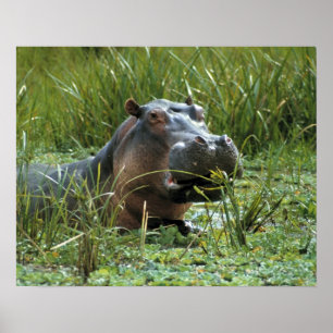 Afrika, Kenia, Masai Mara NR. Eine Mutter Nilpferd Poster