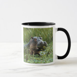 Afrika, Kenia, Masai Mara NR. Eine Mutter Nilpferd Tasse