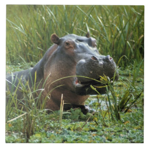 Afrika, Kenia, Masai Mara NR. Mutterhippo Fliese