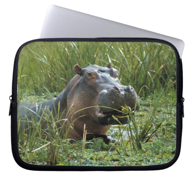 Afrika, Kenia, Masai Mara NR. Mutterhippo Laptopschutzhülle (Vorderseite)