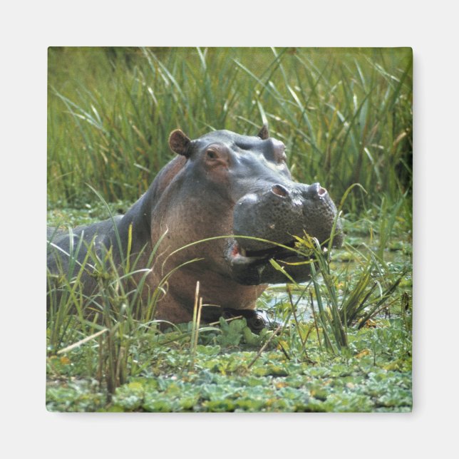 Afrika, Kenia, Masai Mara NR. Mutterhippo Magnet (Vorne)