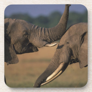 Afrika, Kenia, Masai Mara Wildreservat, Zwei Bulle Getränkeuntersetzer