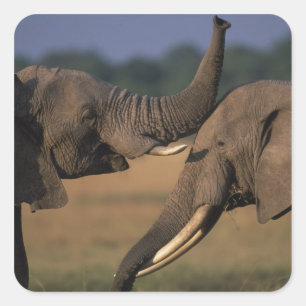 Afrika, Kenia, Masai Mara Wildreservat, Zwei Bulle Quadratischer Aufkleber