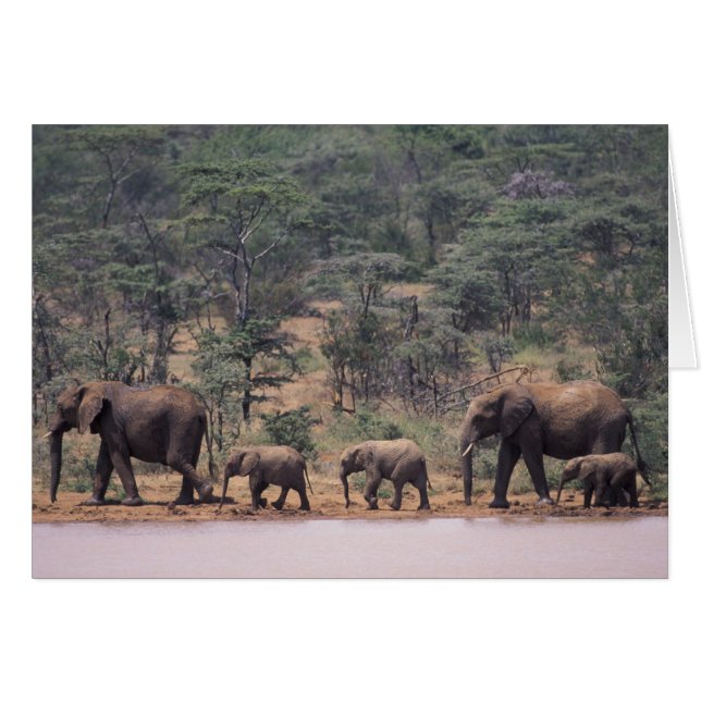 Afrika, Kenia, Nanyuki, Mpala. afrikanisch (Vorderseite (Horizontal))
