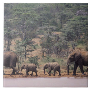 Afrika, Kenia, Nanyuki, Mpala. afrikanisch Fliese