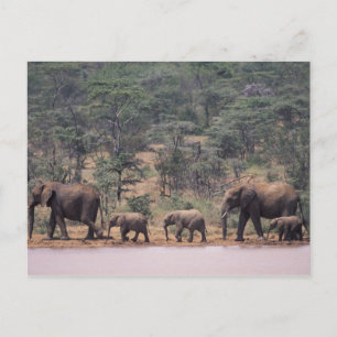 Afrika, Kenia, Nanyuki, Mpala. Afrikanisch Postkarte