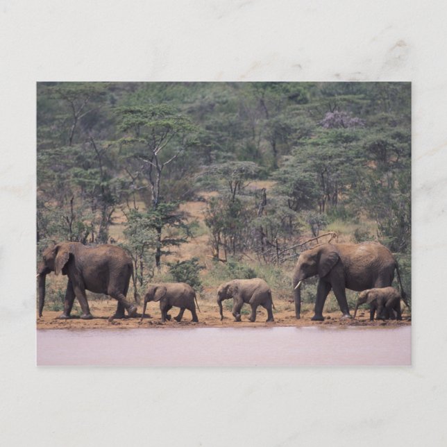 Afrika, Kenia, Nanyuki, Mpala. afrikanisch Postkarte (Vorderseite)