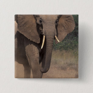 Afrika, Kenia, Nanyuki, Mpala. Afrikanischer Elefa Button