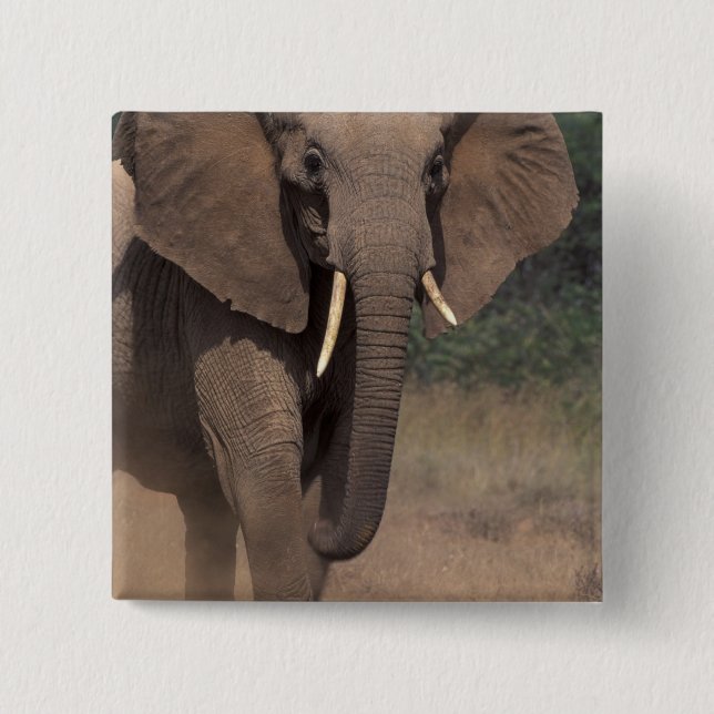 Afrika, Kenia, Nanyuki, Mpala. Afrikanischer Elefa Button (Vorderseite)