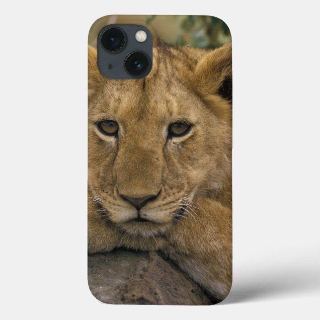 Afrika, Kenia. Portrait eines Löwen. Case-Mate iPhone Hülle (Rückseite)