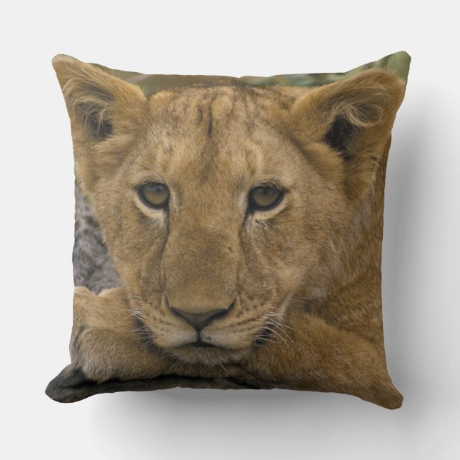 Afrika, Kenia. Portrait eines Löwen. Kissen (Vorderseite)